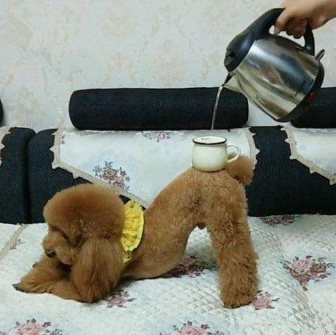 泰迪训练视频,轻松掌握狗狗训练技巧