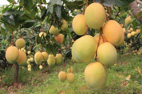 归去来免费观看25芒果,重温经典情感之旅