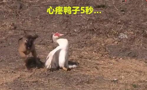 找鸭在线播放,在线播放带你领略鸭子的趣味世界