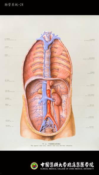解剖课视频,视频解析之旅