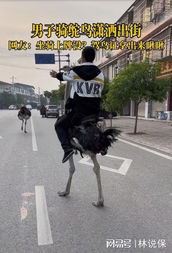 骑鸵鸟视频,一场别开生面的骑鸵鸟视频盛宴