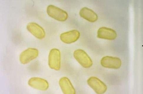 日本磁力种子,科技与创新的完美融合